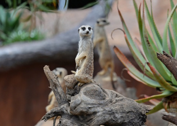 Molly the Meerkat standing on back legs with front paws raised with other Meerkats.