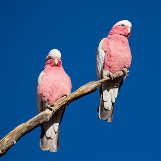 Two pink birds on a tree branch.