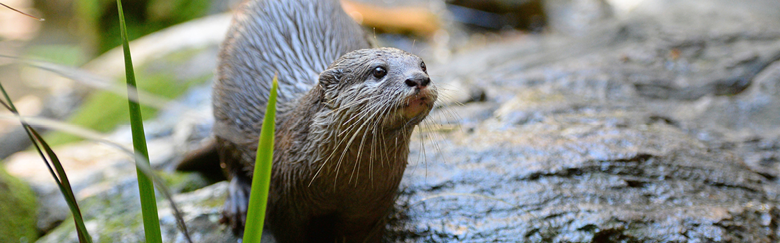 Asian Small Claw Otter on a rock looking to the left.