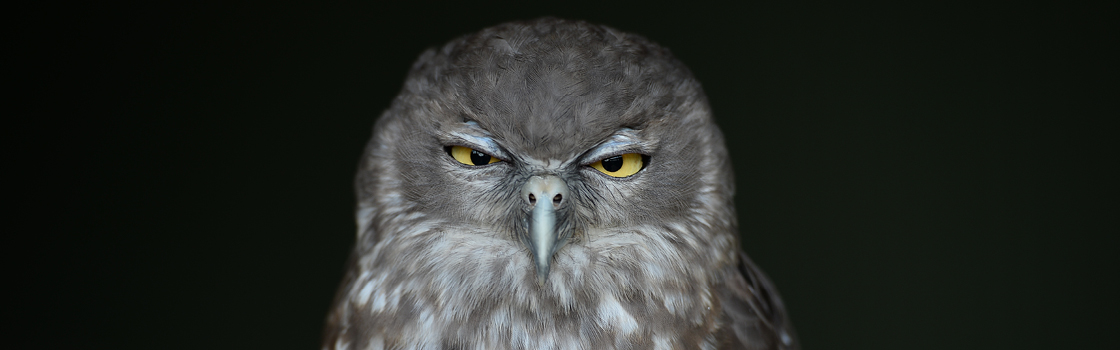 Barking Owl with black background squinting at the camera.