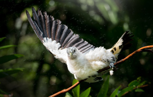 Torres Strait Island Pigeon landing on a branch with their right wing extended.