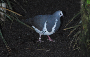 Wonga Pigeon at night standing on the ground.