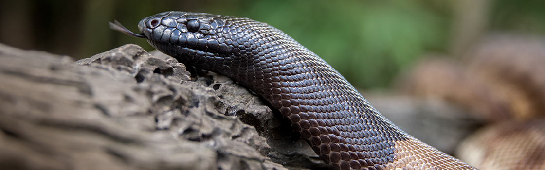 Black-headed Python going up a log.