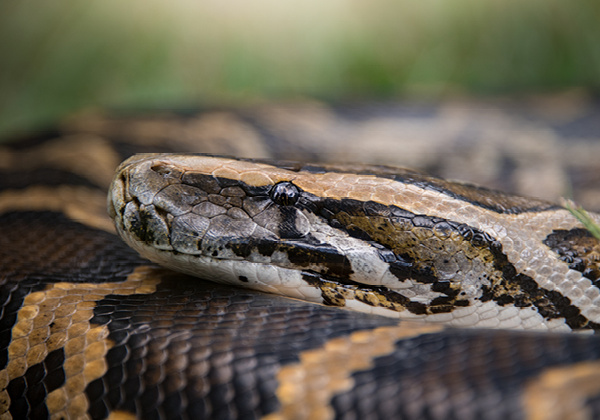 Burmese Python wrapped in itself with head resting on top of body.