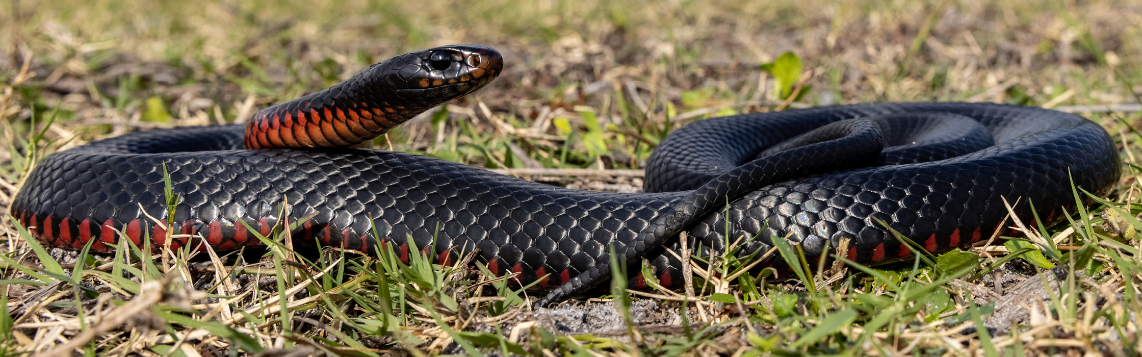 Red-bellied Black Snake Australia Zoo