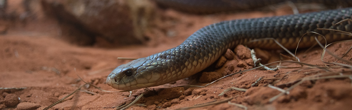 King Brown or Mulga Snake up close on red dirt.