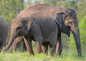 Young Sumatran elephants in a field