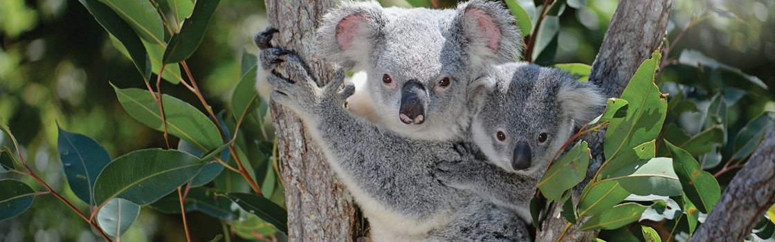 Two Koalas in a tree.