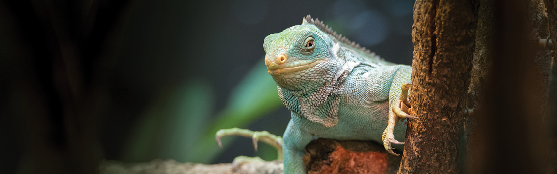 Teddy the Fijian Crested Iguana standing on a tree branch.