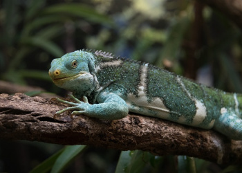 Teddy the Fijian Crested Iguana standing on a tree branch in profile view.