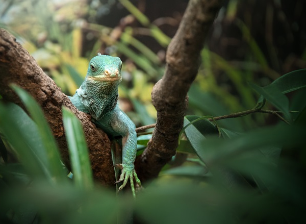 Teddy the Fijian Crested Iguana standing on a tree branch looking at the camera.