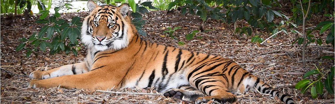 Sumatran Tiger laying on the ground and looking at the camera.