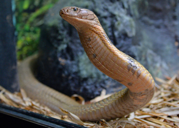 Utah the King Cobra with front half raised to look at something.