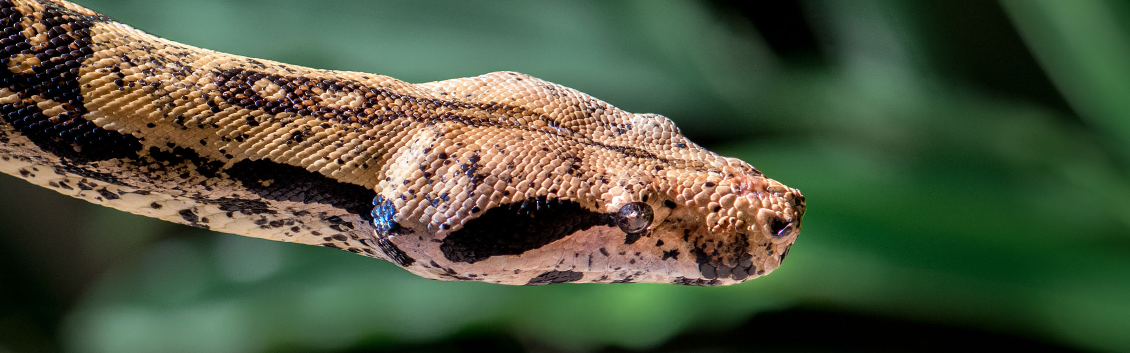 Boa Constrictor