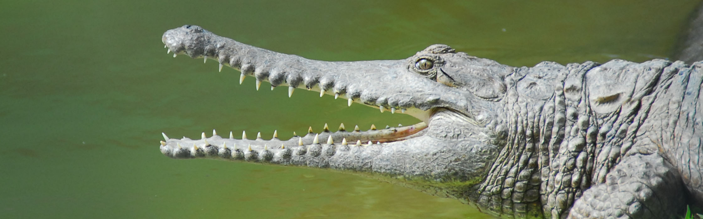 Freshwater Crocodile