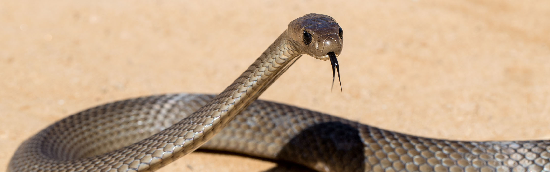 Eastern Brown Snake