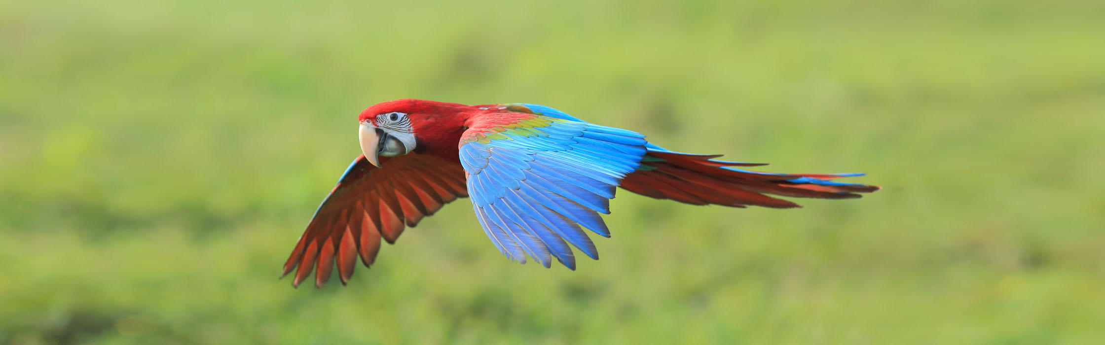 Green-winged Macaw