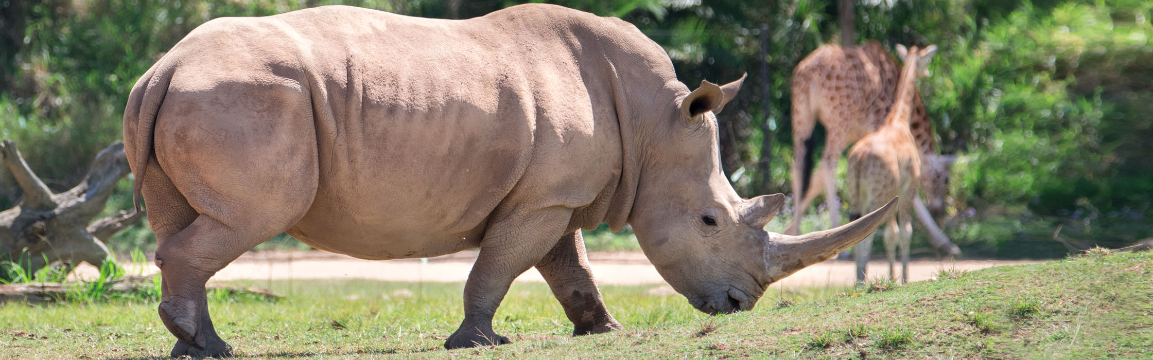 Southern White Rhinoceros