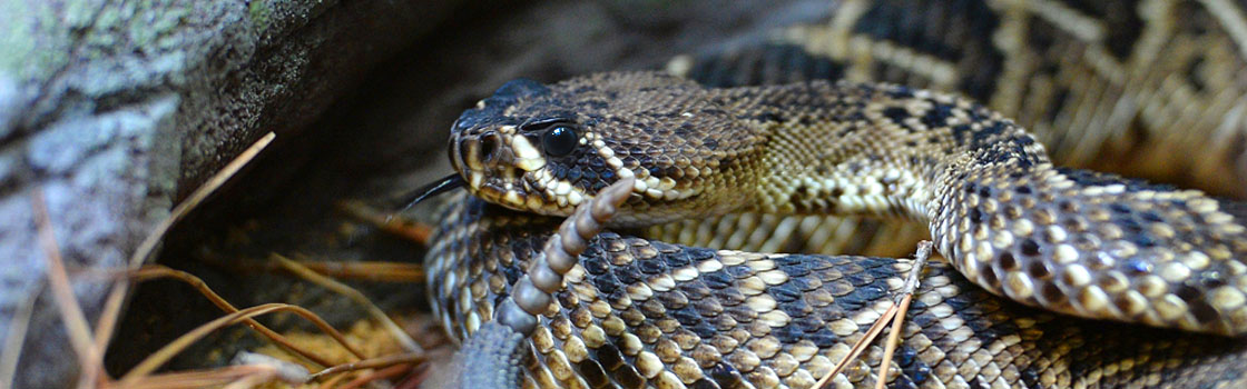 Wildlife - Our Animals - Snake - Eastern diamondback rattlesnake 1120x350