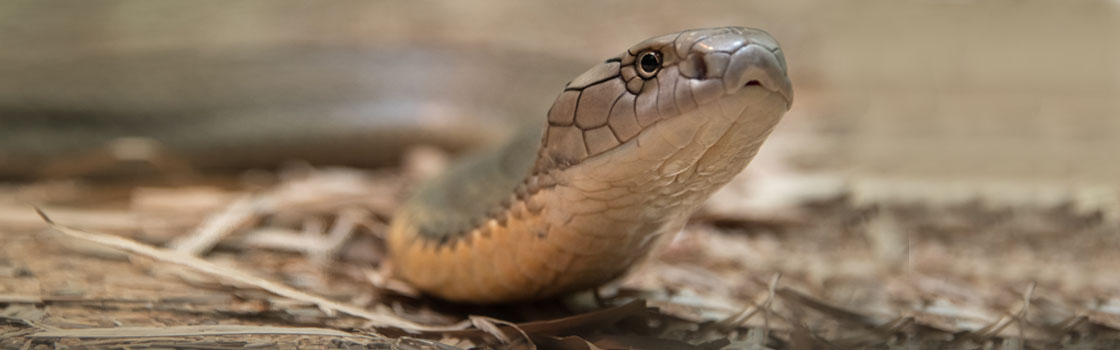 Wildlife - Our Animals - Snake - King Cobra 1120x350