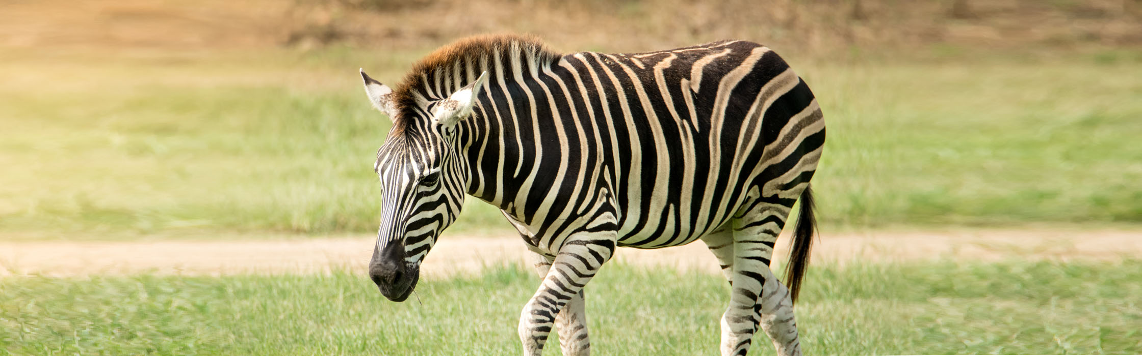 Wildlife-Our Animals-Zebra2240x700