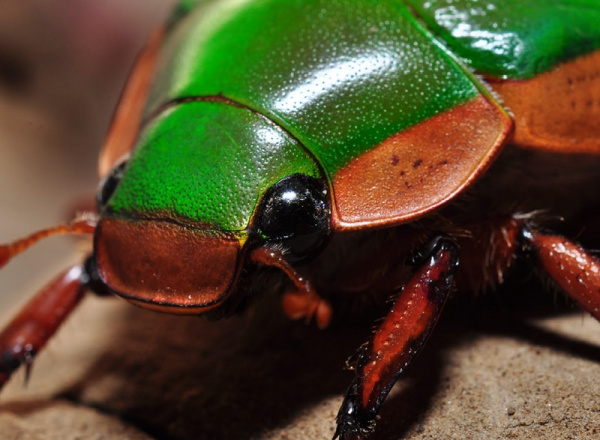 Green bug up close.