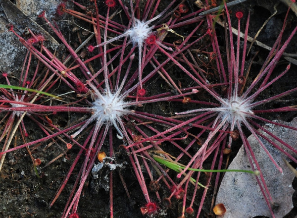 Spiky flower.