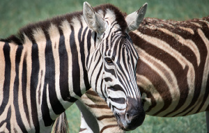 Close up of a Zebra head with another Zebra in the background.